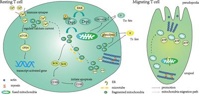 Impact of Drp1-Mediated Mitochondrial Dynamics on T Cell Immune Modulation